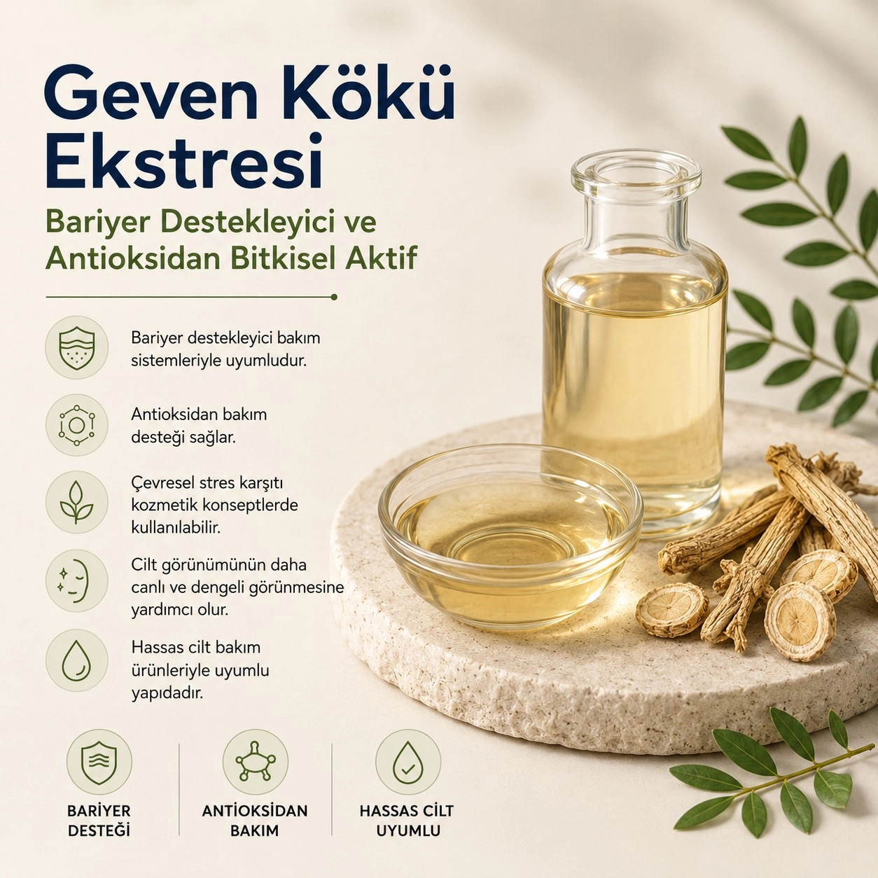 Geven Kökü Ekstresi – Bariyer Destekleyici ve Antioksidan Bitkisel Aktif